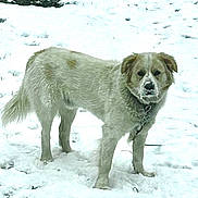 Beau joined the competition — help win amazing prizes! dog, snow, winter, outdoor, animal, fur, canine, cold, nature, landscape, white, pet, mammal, standing, winter_clothing, frozen, forest, wildlife, frost, daylight