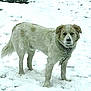 dog, snow, winter, outdoor, animal, fur, canine, cold, nature, landscape, white, pet, mammal, standing, winter_clothing, frozen, forest, wildlife, frost, daylight