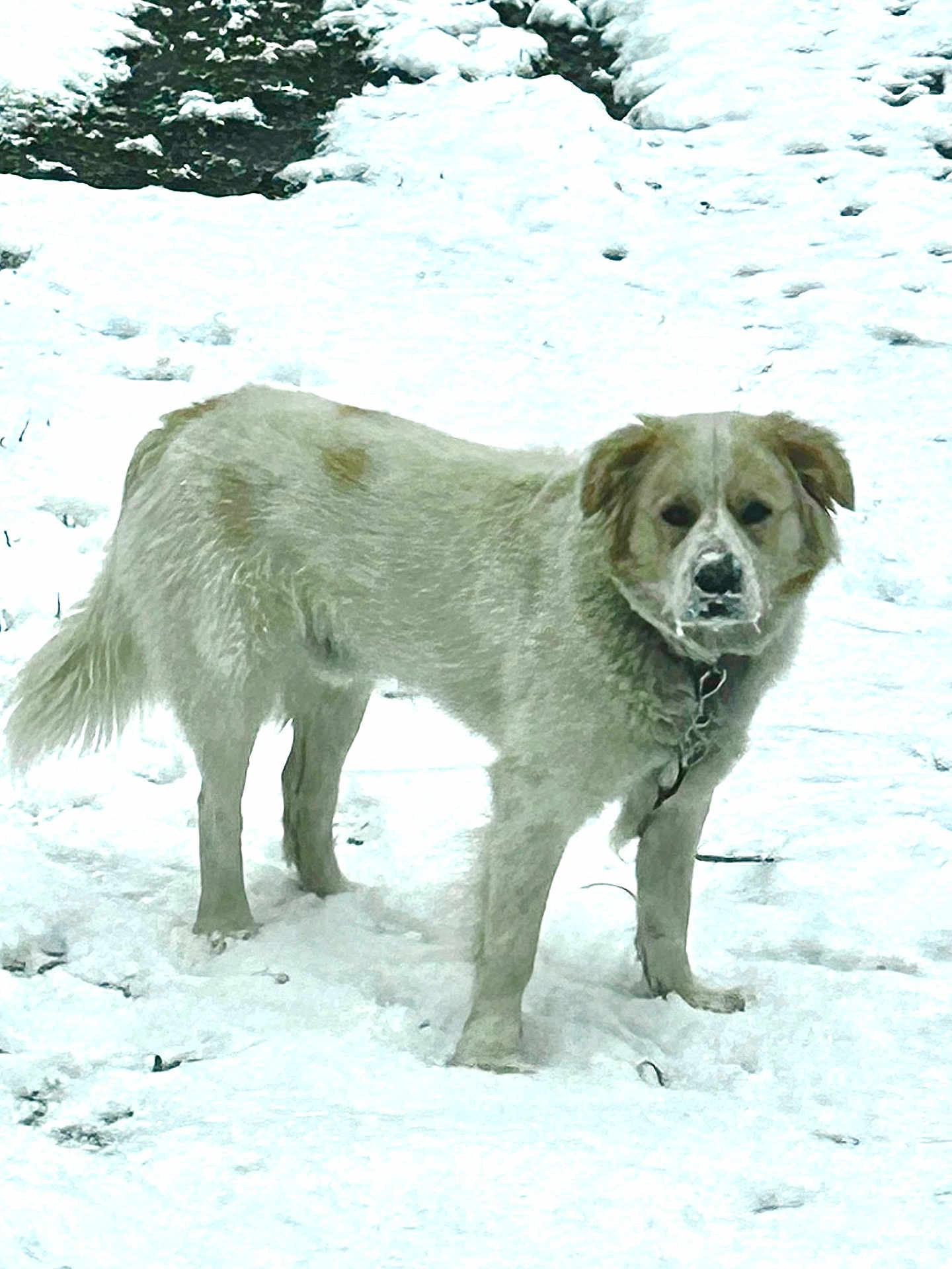 Beau joined the competition — help win amazing prizes! dog, snow, winter, outdoor, animal, fur, canine, cold, nature, landscape, white, pet, mammal, standing, winter_clothing, frozen, forest, wildlife, frost, daylight