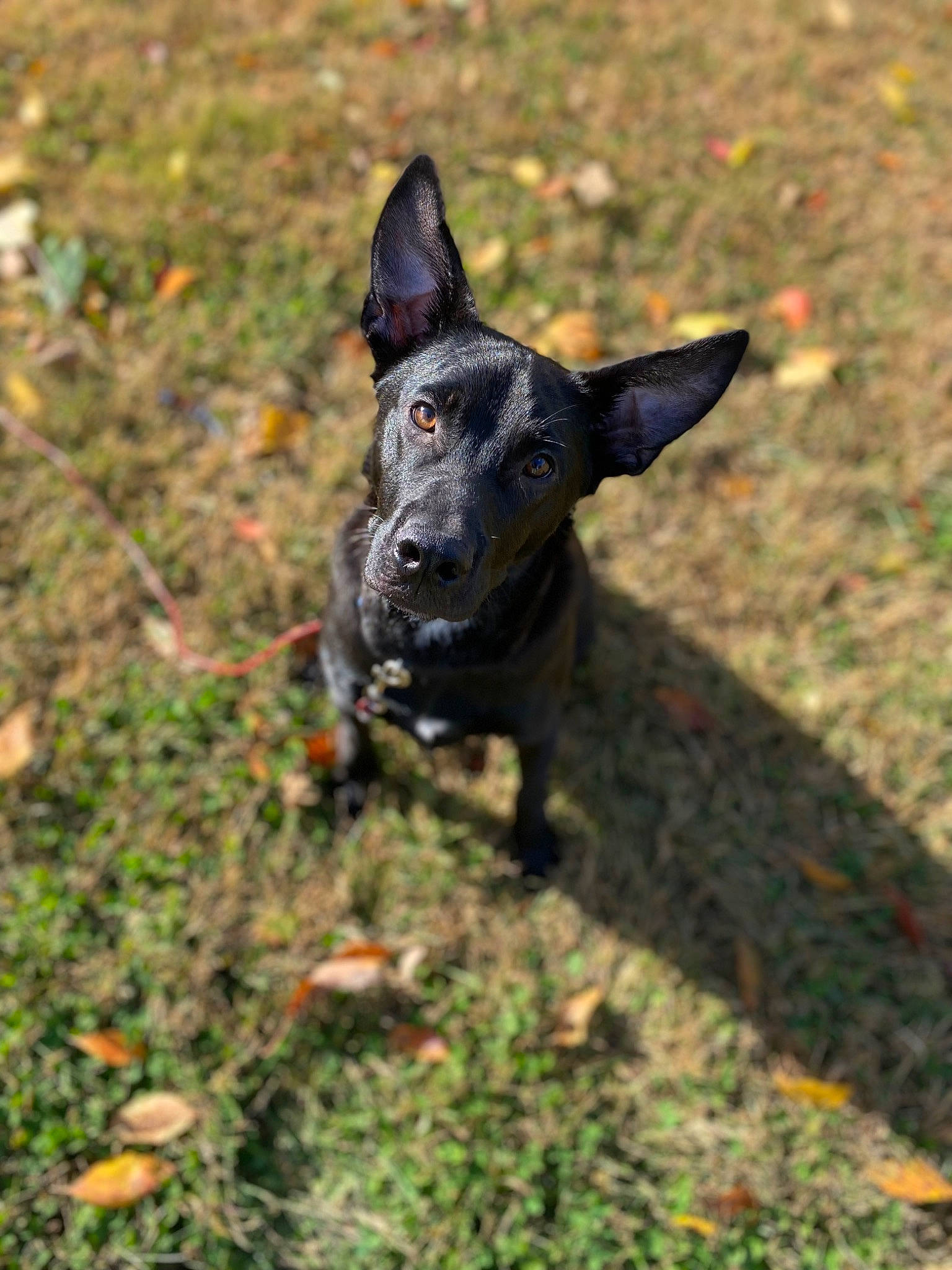 Miles is registered to the contest to win money with this photo: canidae, carmine, carnivore, collar, companion_dog, dog, dog_breed, dog_collar, fawn, grass, guard_dog, hunting_dog, non_sporting_group, plant, snout, soil, sporting_group, terrestrial_animal, working_animal, working_dog