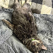 Kyle is registered to the contest to win money with this photo: cat, gray_cat, fluffy, pet, lying_down, relaxed, bed, blanket, cozy, indoor, fur, whiskers, cute, resting, sleepy, animal, domestic_cat, collar, soft_texture, comfort