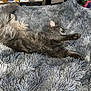 Kyle is registered to the contest to win money with this photo: cat, gray_cat, fluffy, stretching, sleeping, bed, blanket, plush, cozy, indoor, pet, feline, fur, relaxing, resting, home, soft, comfort, animal, nap