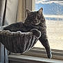 Kyle is registered to the contest to win money with this photo: cat, gray_cat, fluffy, window, hanging_bed, paw, indoor, curtains, sunlight, relaxed, pet, feline, cozy, resting, screen, household, animal, fur, domestic_cat, looking
