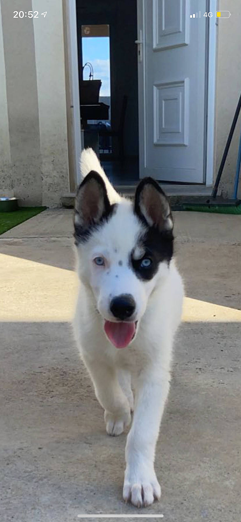 Daïky a rejoint le concours — aidez-le/la à gagner de superbes lots ! ancient_dog_breeds, canidae, carnivore, collar, companion_dog, dog, dog_breed, door, fur, non_sporting_group, paw, sled_dog, snout, sporting_group, tail, terrestrial_animal, whiskers, working_animal, working_dog