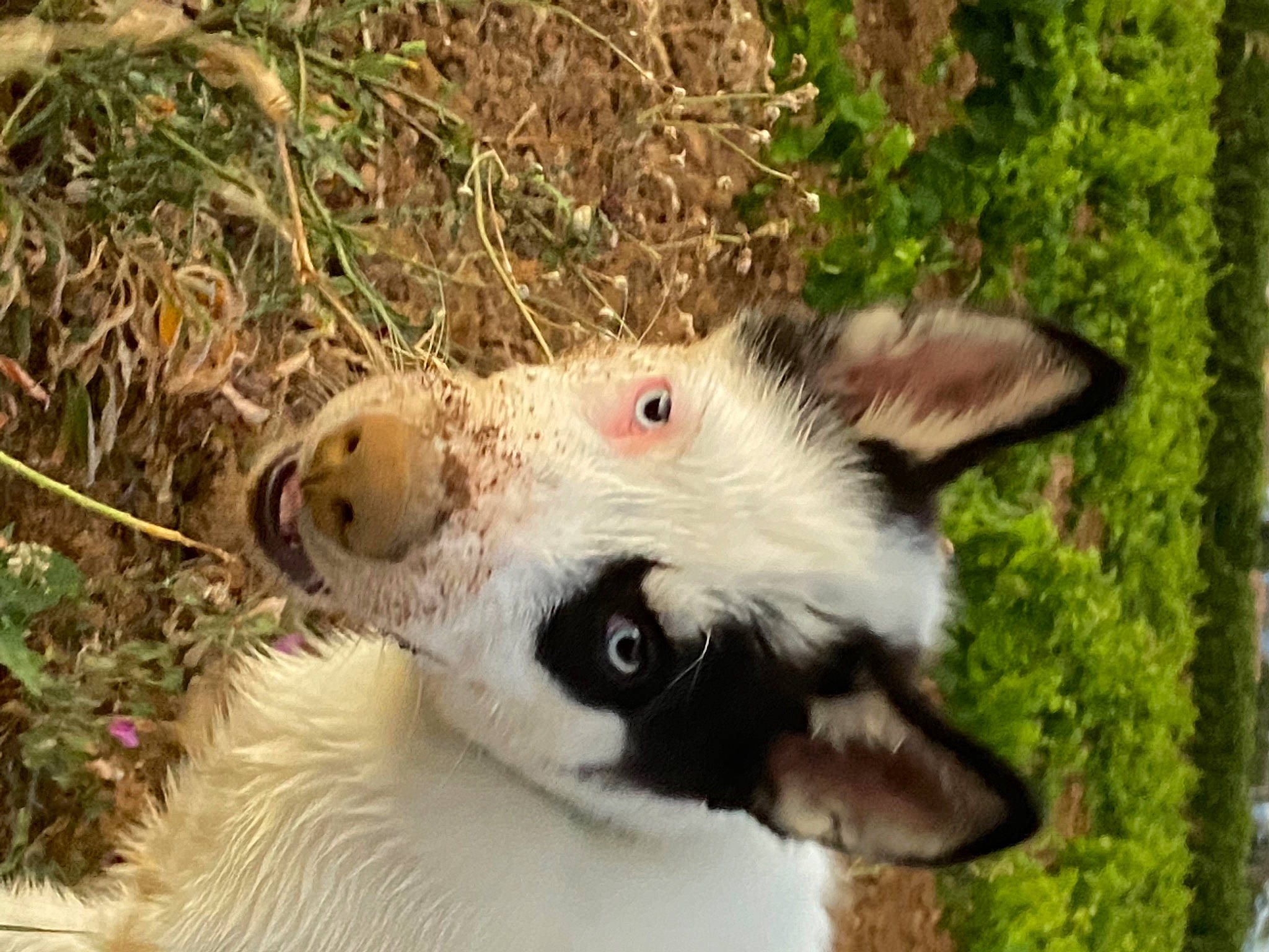 Daïky a rejoint le concours — aidez-le/la à gagner de superbes lots ! canidae, carnivore, common_opossum, companion_dog, dog_breed, fawn, felidae, grass, lemur, marsupial, mustelidae, opossum, plant, possum, small_to_medium_sized_cats, snout, sporting_group, terrestrial_animal, virginia_opossum, whiskers