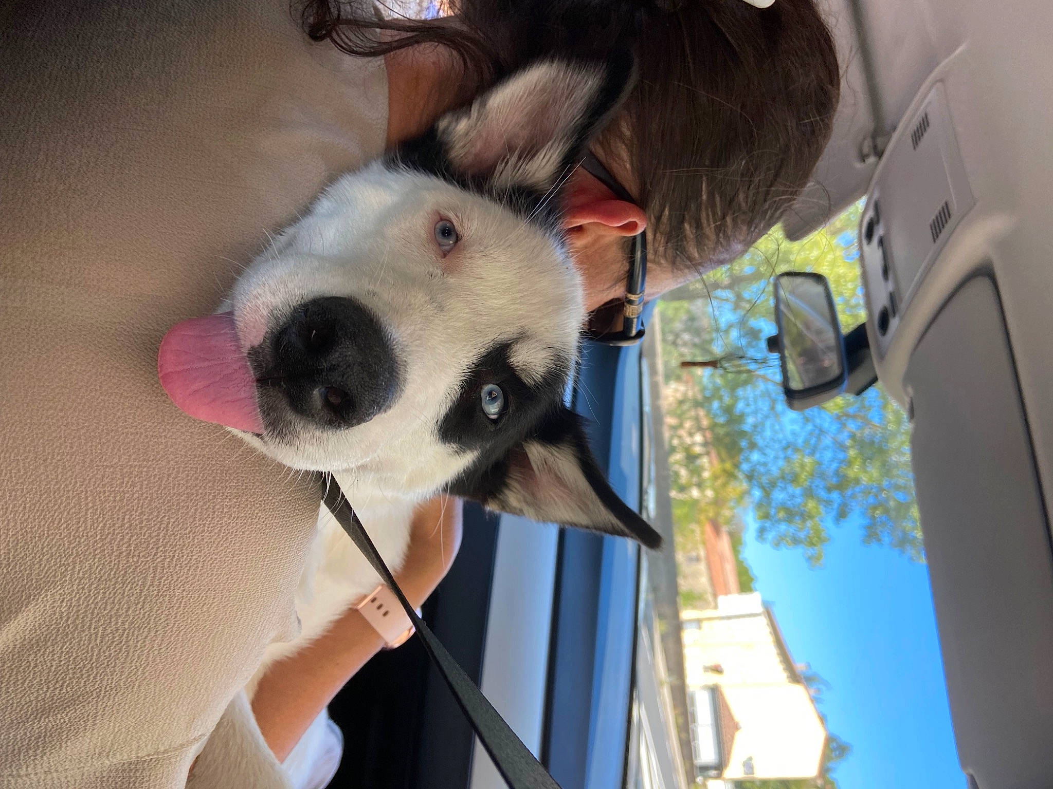 Daïky a rejoint le concours — aidez-le/la à gagner de superbes lots ! canidae, carnivore, collar, companion_dog, dog, dog_breed, ear, eyewear, fawn, fun, fur, panda, sky, snout, sporting_group, street_fashion, stuffed_toy, toy, tree, vision_care