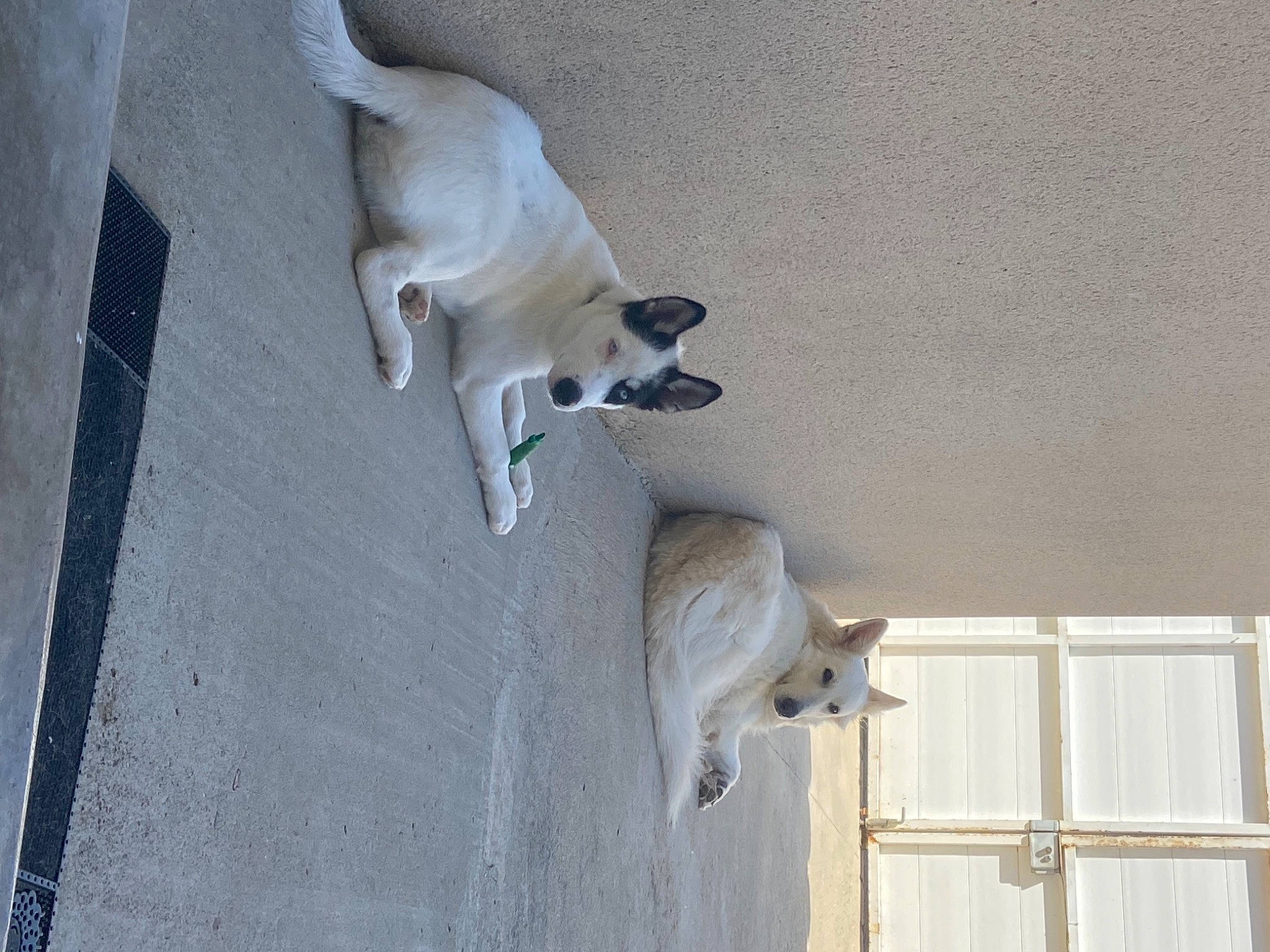Daïky participe au concours pour gagner de l'argent avec cette photo : art, building, carnivore, companion_dog, dog, dog_breed, door, facade, fawn, grey, home_door, pet_supply, sash_window, snout, sporting_group, stairs, tail, window, wood, working_animal