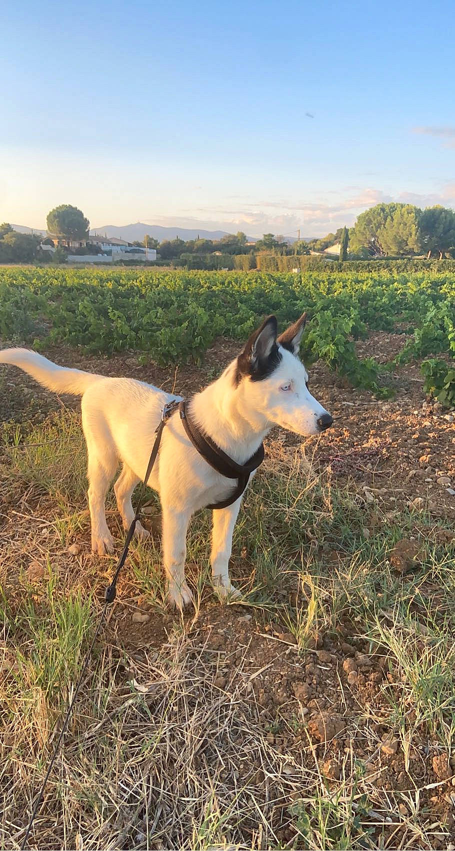 Daïky a rejoint le concours — aidez-le/la à gagner de superbes lots ! adventure, carnivore, cloud, collar, companion_dog, dog, dog_breed, dog_collar, grass, grassland, landscape, mountain, mountainous_landforms, pasture, plant, sky, sporting_group, tail, tree, working_animal