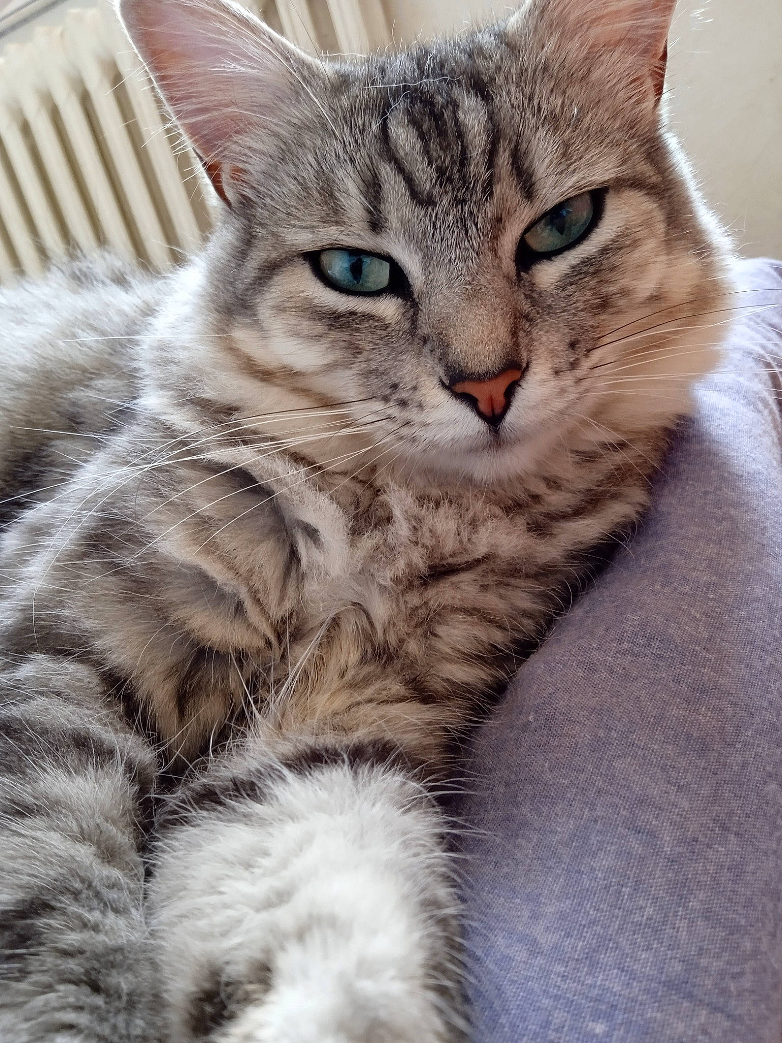 Kirua a rejoint le concours — aidez-le/la à gagner de superbes lots ! carnivore, cat, claw, domestic_short_haired_cat, felidae, fur, iris, paw, small_to_medium_sized_cats, snout, tail, terrestrial_animal, whiskers, wildlife, window