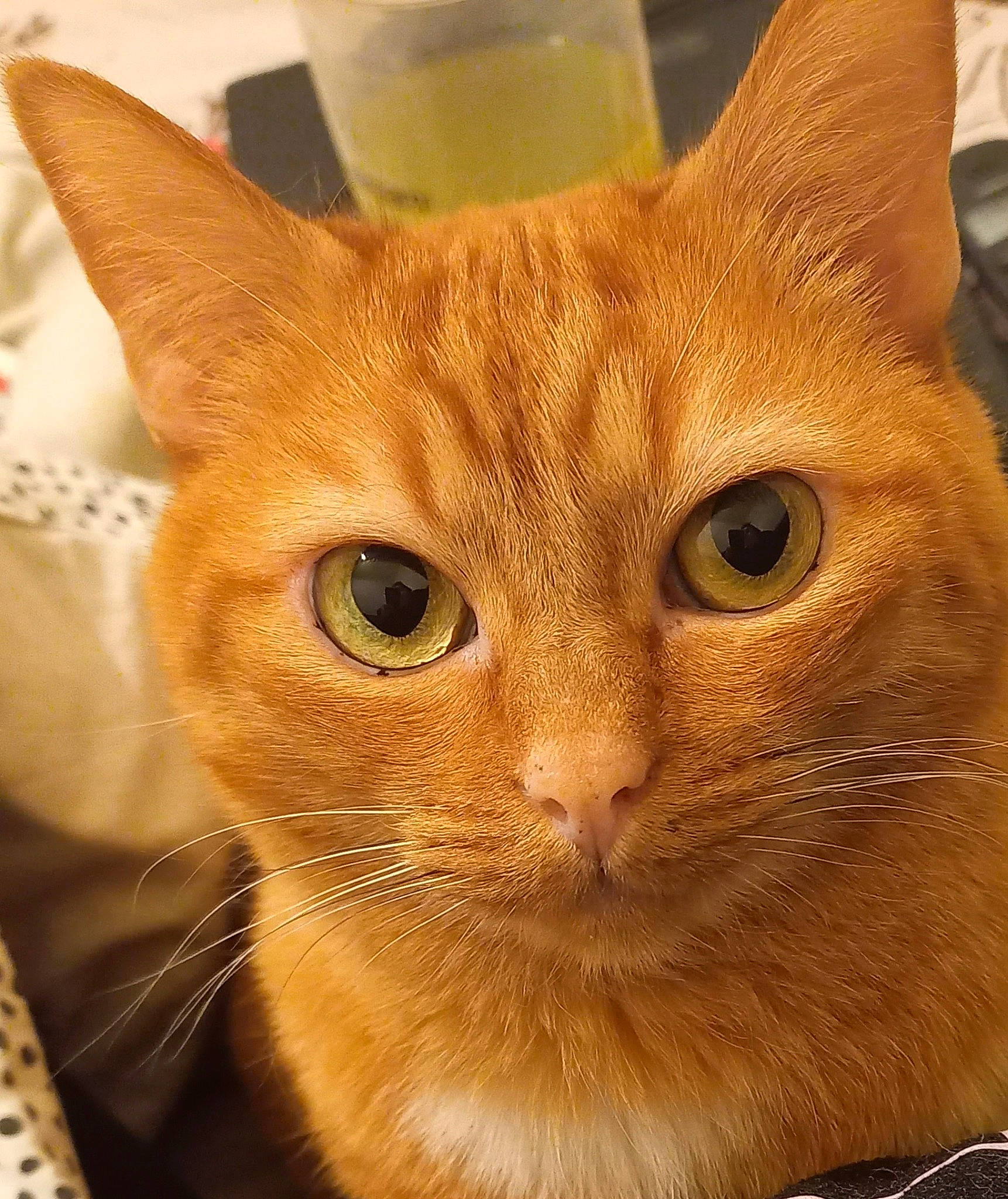 Bébé a rejoint le concours — aidez-le/la à gagner de superbes lots ! carnivore, cat, domestic_short_haired_cat, ear, eye, fawn, felidae, fur, iris, pet_supply, serveware, small_to_medium_sized_cats, snout, tableware, tail, terrestrial_animal, whiskers, wood