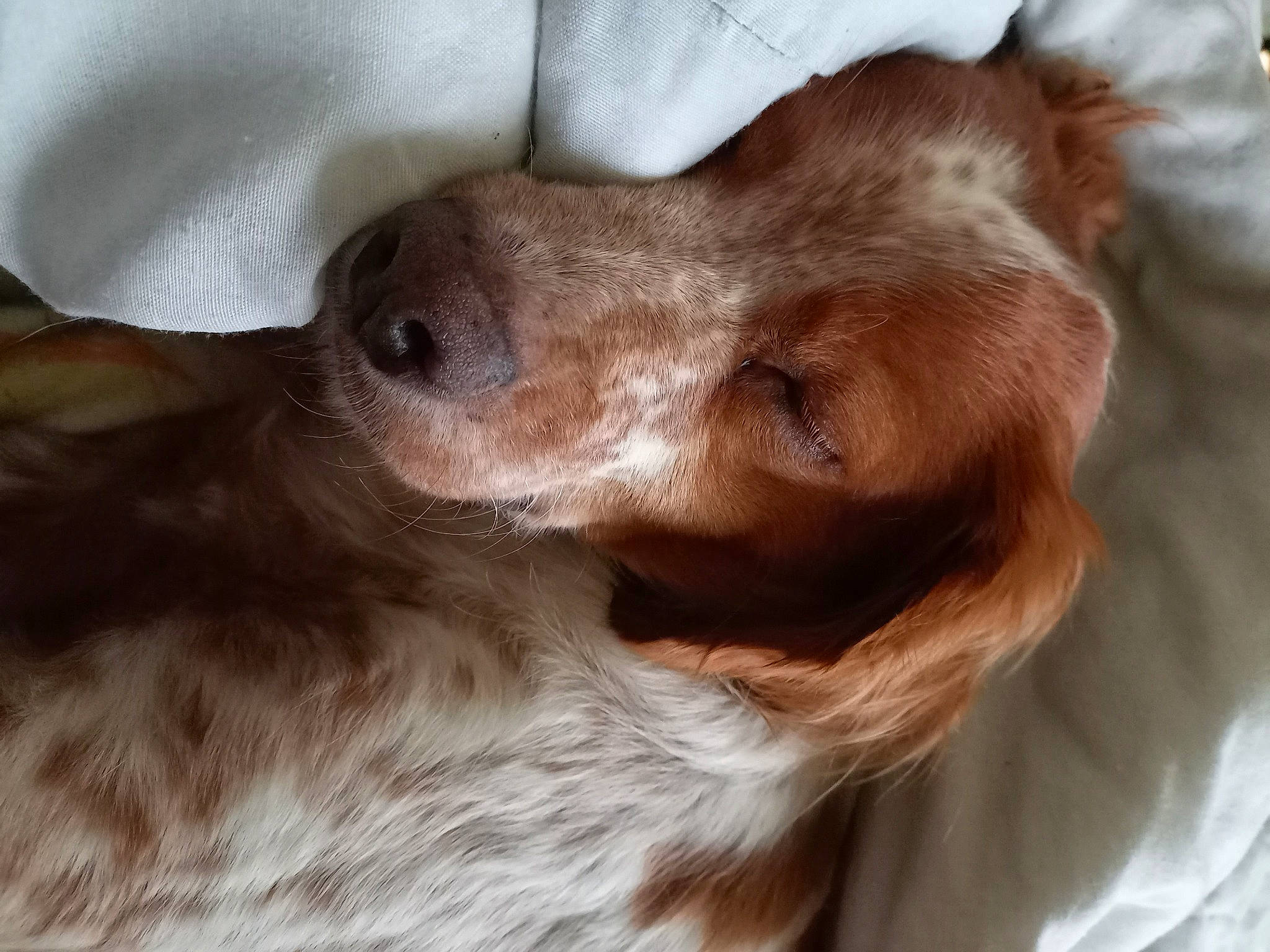 Cheraw participe au concours pour gagner de l'argent avec cette photo : canidae, carnivore, comfort, companion_dog, dog, dog_breed, ear, fawn, fur, gun_dog, liver, snout, spaniel, sporting_group, whiskers, working_animal