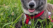 Bloom a rejoint le concours — aidez-le/la à gagner de superbes lots ! puppy, dog, grass, greenery, outdoor, nature, happy, panting, red_harness, clover, flowers, trees, canine, fur, pet, animal, summer, meadow, closeup, cute