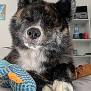 Bloom a rejoint le concours — aidez-le/la à gagner de superbes lots ! dog, pet, bed, toy, knitted_toy, indoor, fur, paws, cute, animal, relaxed, resting, black_and_white, ears, nose, whiskers, shelf, water_bottle, home, cozy