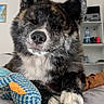 dog, pet, bed, toy, knitted_toy, indoor, fur, paws, cute, animal, relaxed, resting, black_and_white, ears, nose, whiskers, shelf, water_bottle, home, cozy