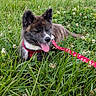 Bloom participe au concours pour gagner de l'argent avec cette photo : dog, puppy, grass, field, outdoor, nature, leash, harness, greenery, clover, tongue_out, canine, pet, summer, animal, playful, relaxed, fur, ears, daylight