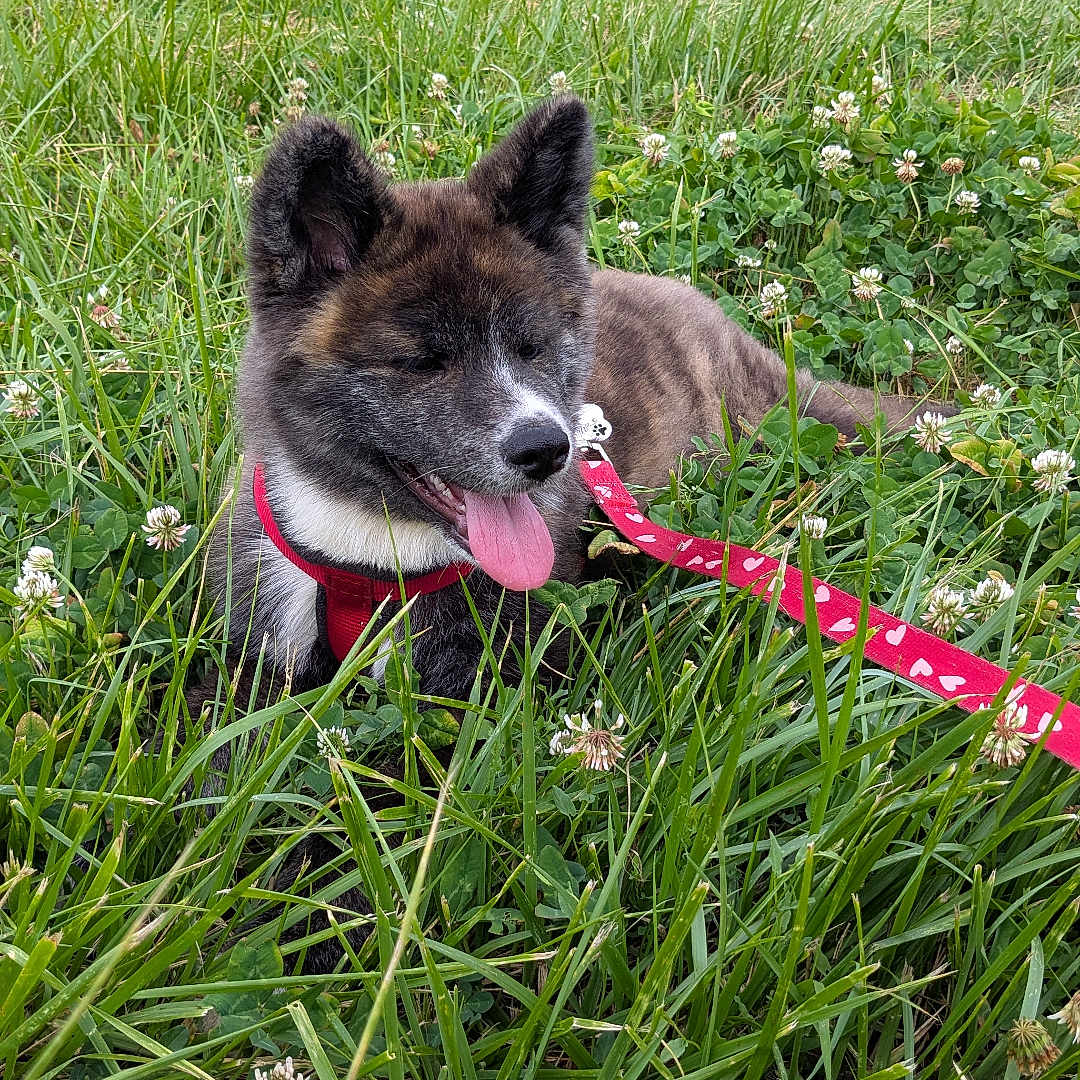 Bloom participe au concours pour gagner de l'argent avec cette photo : dog, puppy, grass, field, outdoor, nature, leash, harness, greenery, clover, tongue_out, canine, pet, summer, animal, playful, relaxed, fur, ears, daylight