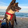 Bloom a rejoint le concours — aidez-le/la à gagner de superbes lots ! puppy, dog, beach, sand, ocean, sky, harness, red, outdoor, water, sunlight, animal, pet, nature, summer, young_dog, canine, waves, vacation, playful