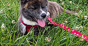 Bloom a rejoint le concours — aidez-le/la à gagner de superbes lots ! animal, canine, clover, dog, ears, field, fur, grass, greenery, happy, harness, leash, nature, outdoor, pet, puppy, relaxing, snout, summer, tongue_out