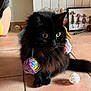 ébène a rejoint le concours — aidez-le/la à gagner de superbes lots ! animal, black_cat, cat, close_up, colorful, curious, cute, decor, domestic, feline, fluffy_fur, framed_art, indoor, pet, playful, sitting, tiled_floor, toy, wide_eyes, yarn_ball