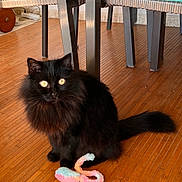 ébène a rejoint le concours — aidez-le/la à gagner de superbes lots ! animal, black_cat, cat, chair, colorful_toy, domestic_animal, eyes, floor, furniture, furry, household, indoor, pet, playful, seat_cushion, sitting, tail, toy, whiskers, wooden_floor