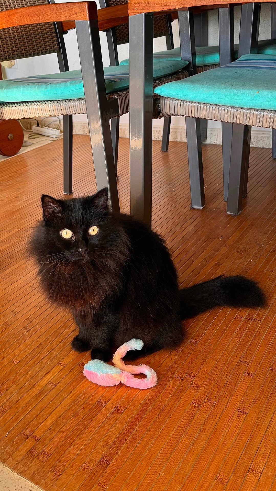 ébène a rejoint le concours — aidez-le/la à gagner de superbes lots ! animal, black_cat, cat, chair, colorful_toy, domestic_animal, eyes, floor, furniture, furry, household, indoor, pet, playful, seat_cushion, sitting, tail, toy, whiskers, wooden_floor