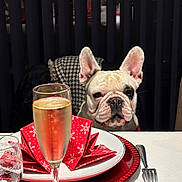 Maggy participe au concours pour gagner de l'argent avec cette photo : animal, background, celebration, champagne, curious, cutlery, dining, dog, drink, food, fork, french_bulldog, glass, indoor, napkin, pet, plate, red, spoon, table