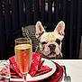 animal, background, celebration, champagne, curious, cutlery, dining, dog, drink, food, fork, french_bulldog, glass, indoor, napkin, pet, plate, red, spoon, table