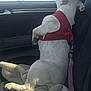 animal, blanket, blue_sky, canine, car_interior, car_seat, daylight, dog, dog_harness, domestic_animal, leash, looking_out_window, pet, red_harness, resting, seat, side_view, travel, white_dog, window
