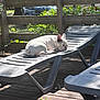 Maggy a rejoint le concours — aidez-le/la à gagner de superbes lots ! car, daytime, dog, fence, french_bulldog, greenery, leaves, lounger, nature, outdoor, people, pet, plastic_lounger, relaxing, resting, shadows, sleeping, sunlight, vehicle, wooden_deck