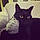Babou