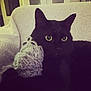 animal, black_cat, blanket, cat, closeup, couch, cozy, dark, ear, feline, green_eyes, indoor, knitted_toy, owl, pet, portrait, relaxed, soft, texture, whiskers