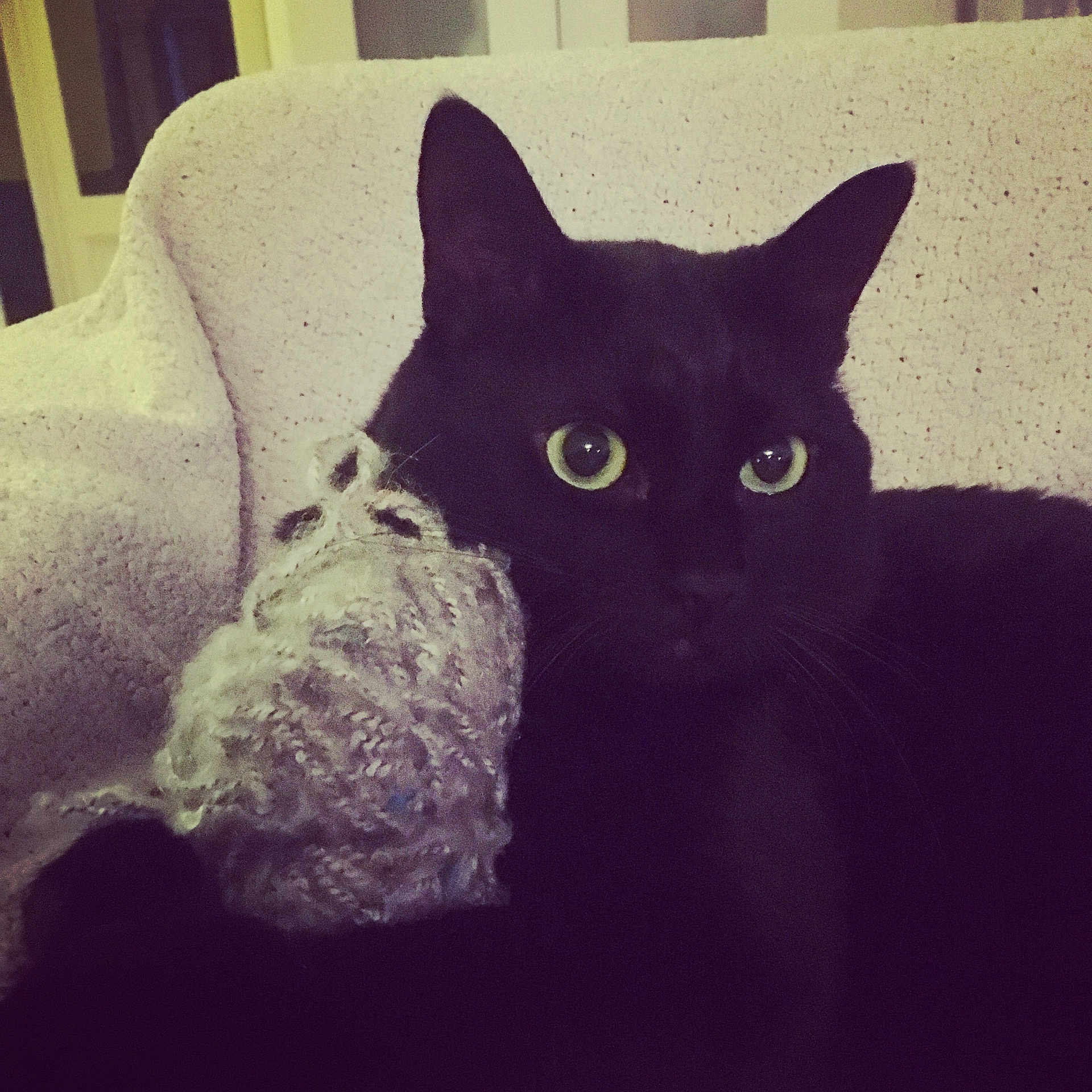 Babou