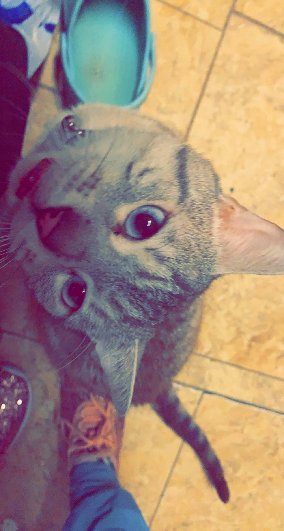 Rick joined the competition — help win amazing prizes! art, carnivore, cat, domestic_short_haired_cat, fawn, felidae, fur, magenta, pattern, selfie, small_to_medium_sized_cats, snout, tail, visual_arts, whiskers