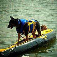 Heidi joined the competition — help win amazing prizes! dog, life_jacket, water, raft, person, floating, lake, outdoor, animal, swimming, adventure, recreation, summer, pet, canine, activity, life_saving, fun, water_sport, animal_companion