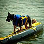 dog, life_jacket, water, raft, person, floating, lake, outdoor, animal, swimming, adventure, recreation, summer, pet, canine, activity, life_saving, fun, water_sport, animal_companion