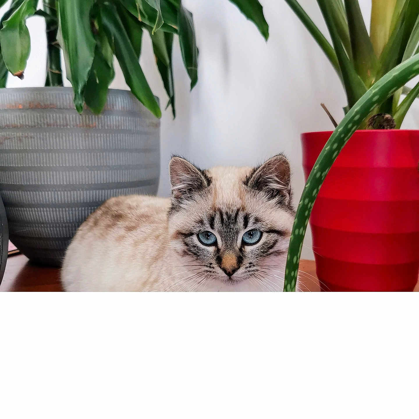 Zeus participe au concours pour gagner de l'argent avec cette photo : animal, blue_eyes, cat, closeup, cute, domestic_cat, feline, fluffy, gray_pot, green_leaves, houseplant, indoor, nature, pet, plant, potted_plant, red_pot, relaxed, table, white_background