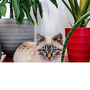 Zeus a rejoint le concours — aidez-le/la à gagner de superbes lots ! animal_portrait, blue_eyes, calm, cat, close_up, domestic_animal, feline, fur, gray_pot, green_leaves, home_decor, indoor, leaf, nature, pet, plant, potted_plant, red_pot, relaxing, wooden_surface
