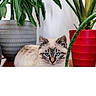 animal_portrait, blue_eyes, calm, cat, close_up, domestic_animal, feline, fur, gray_pot, green_leaves, home_decor, indoor, leaf, nature, pet, plant, potted_plant, red_pot, relaxing, wooden_surface
