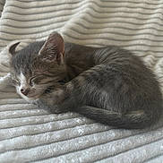 Luna joined the competition — help win amazing prizes! kitten, cat, sleeping, cozy, blanket, gray, white, fur, pet, animal, cute, resting, indoor, soft, nap, young, small, domestic, feline, peaceful