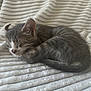 kitten, cat, sleeping, cozy, blanket, gray, white, fur, pet, animal, cute, resting, indoor, soft, nap, young, small, domestic, feline, peaceful