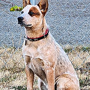 Quincy joined the competition — help win amazing prizes! alert, animal, brown, canine, chain_link_fence, collar, daylight, dog, ears, fence, fur, grass, ground, muzzle, nature, outdoor, pet, sitting, tan, watchful