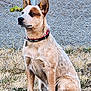 alert, animal, brown, canine, chain_link_fence, collar, daylight, dog, ears, fence, fur, grass, ground, muzzle, nature, outdoor, pet, sitting, tan, watchful