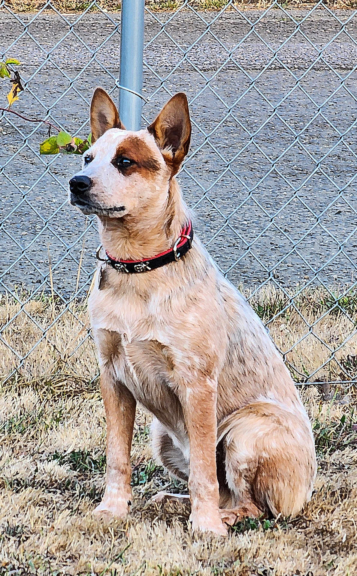 Quincy joined the competition — help win amazing prizes! alert, animal, brown, canine, chain_link_fence, collar, daylight, dog, ears, fence, fur, grass, ground, muzzle, nature, outdoor, pet, sitting, tan, watchful