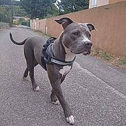 Valkyrie a rejoint le concours — aidez-le/la à gagner de superbes lots ! dog, canine, pit_bull, gray_dog, harness, outdoor, street, road, residential, house, wall, trees, sidewalk, standing, walking, portrait, animal, pet, ears, tail
