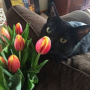 Oliver is registered to the contest to win money with this photo: black_cat, cat, tulips, flowers, bouquet, couch, brown_couch, green_leaves, indoor, houseplant, furniture, painting, framed_art, curious_cat, pet, animal, close_up, soft_light, home_interior, flora