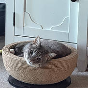 Rupert is registered to the contest to win money with this photo: cat, gray_cat, pet, animal, basket, woven_basket, bed, indoor, carpet, furniture, cabinet, resting, curious, cozy, cute, domestic_cat, fur, whiskers, ears, head
