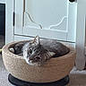 cat, gray_cat, pet, animal, basket, woven_basket, bed, indoor, carpet, furniture, cabinet, resting, curious, cozy, cute, domestic_cat, fur, whiskers, ears, head