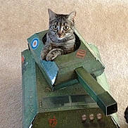 Ivy joined the competition — help win amazing prizes! cat, tabby, cardboard, tank, toy, pet, indoor, carpet, animal, curious, cute, playful, homemade, craft, feline, small, box, green, cardboard_tank, cute_pet