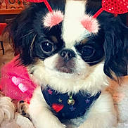 Lil Miss joined the competition — help win amazing prizes! animal, antenna_headband, bandana, black_and_white, blanket, bokeh, cozy, cute, dog, ears, face, fur, heart_filter, hearts, indoor, nose, pet, portrait, small_dog, whiskers