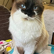 Charlie joined the competition — help win amazing prizes! cat, ragdoll, blue_eyes, fluffy_fur, indoor, blanket, pet, animal, feline, whiskers, cute, sitting, cozy, soft, domestic, portrait, fur, mammal, closeup, relaxed